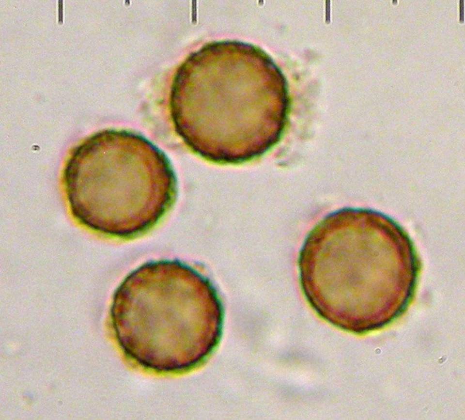 Scleroderma polyrhizon image