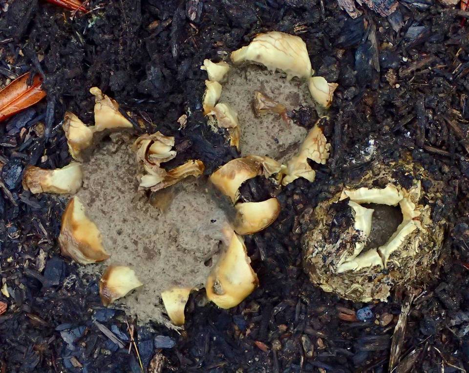 Scleroderma polyrhizon image