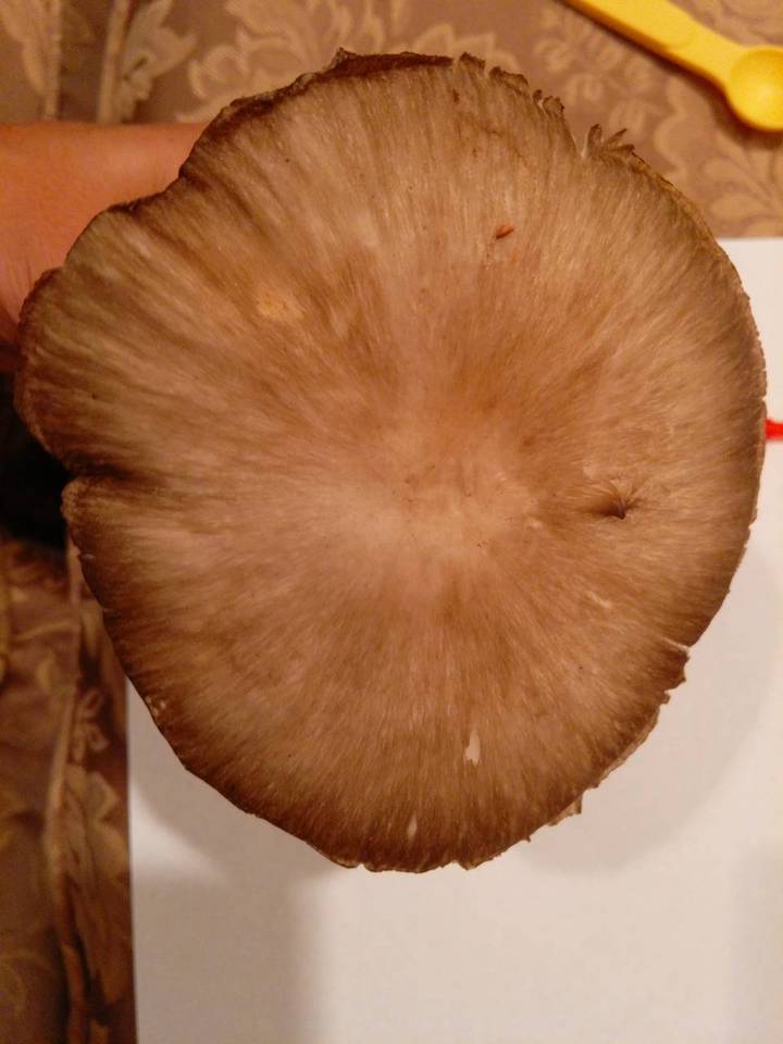 Megacollybia rodmani image