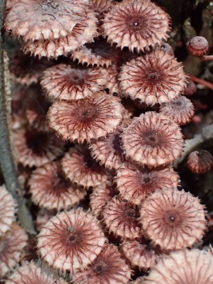 Crinipellis purpurea image