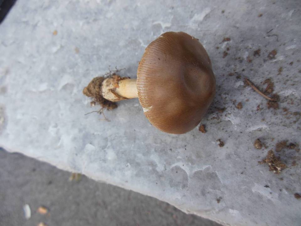 Amanita pachyvolvata image