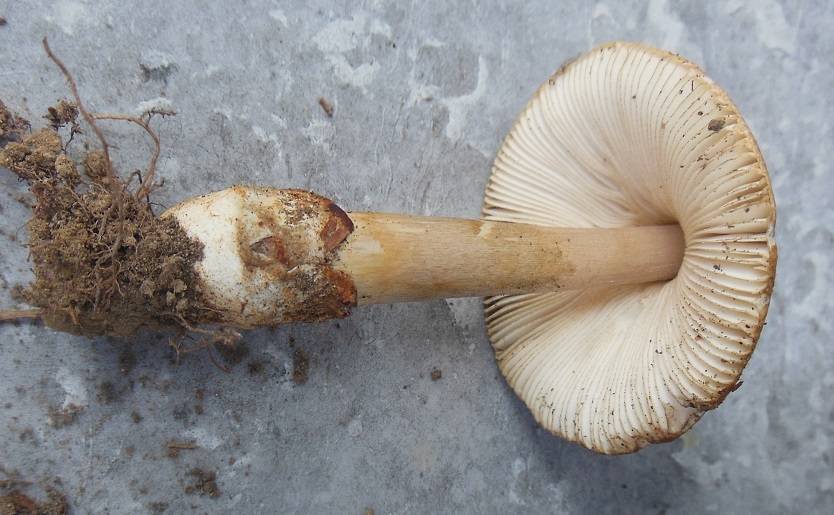 Amanita pachyvolvata image