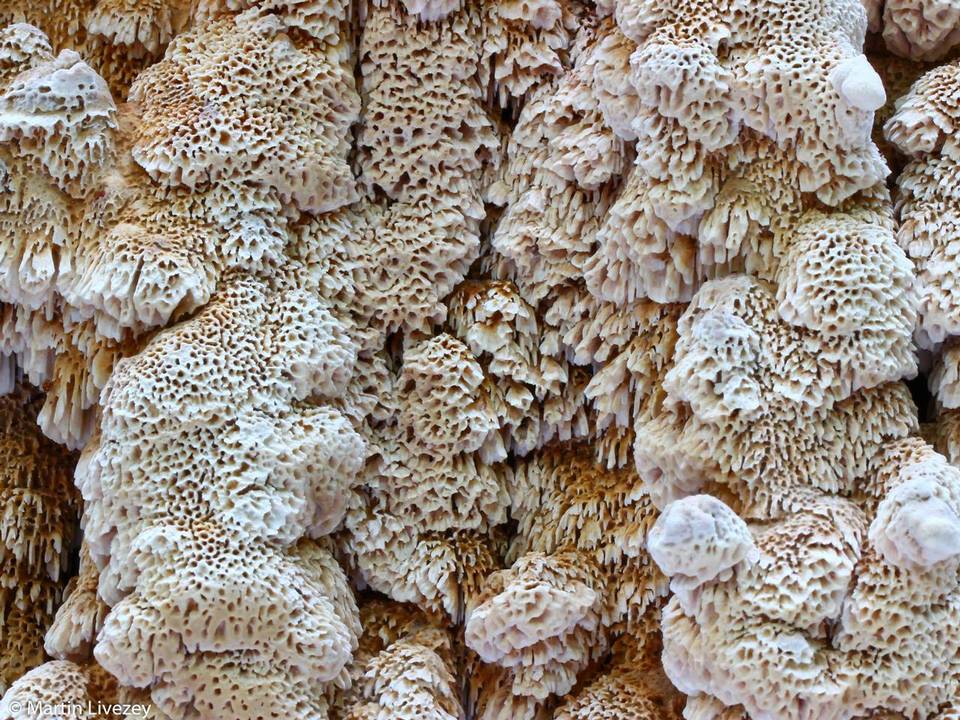 Antrodia heteromorpha image
