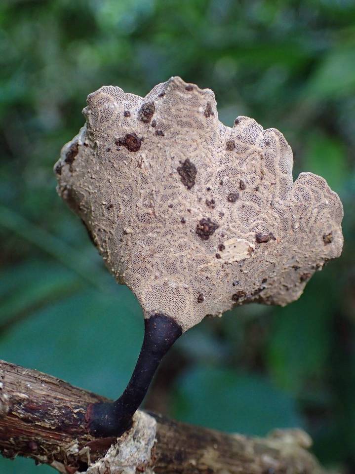 Polyporus leprieurii image