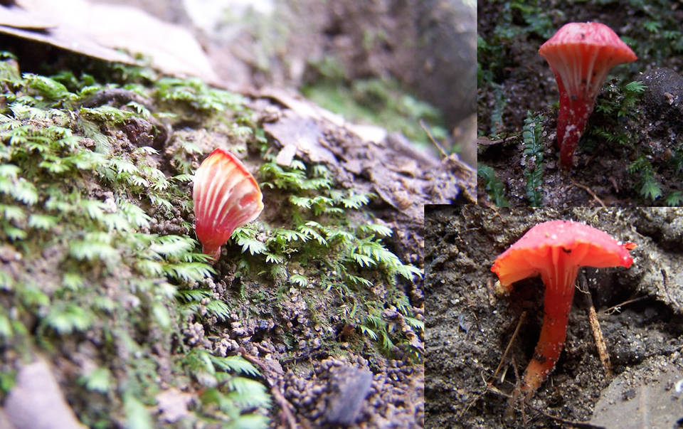 Hygrocybe lanecovensis image