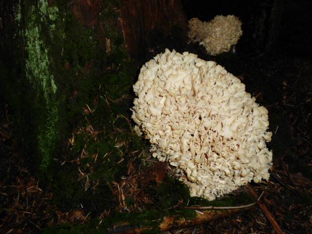 Sparassis brevipes image