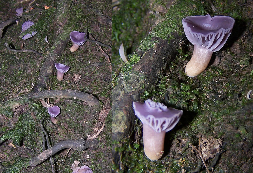 Hygrocybe reesiae image
