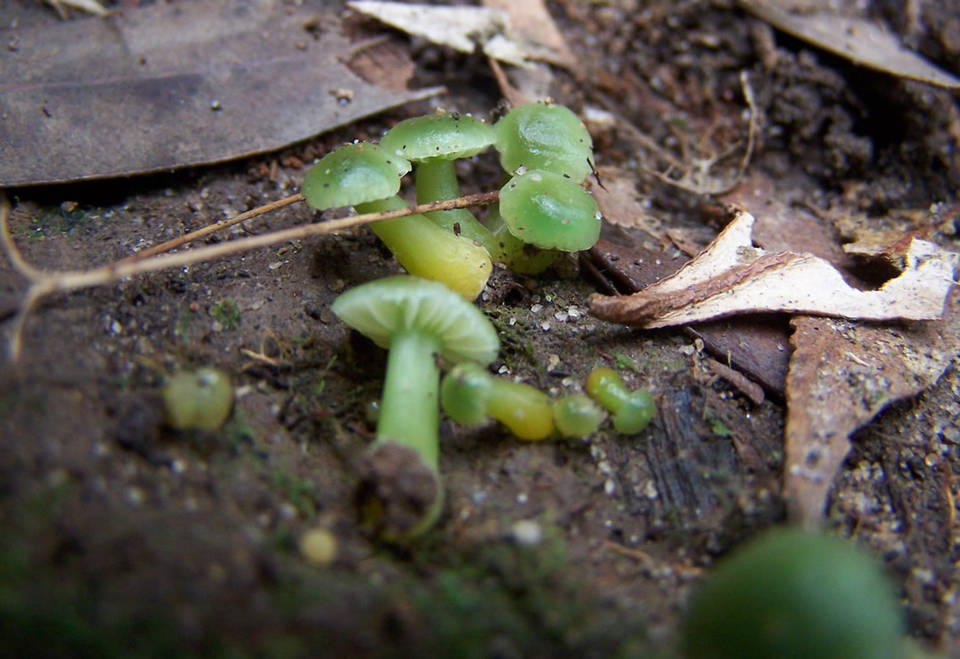 Hygrocybe stevensoniae image