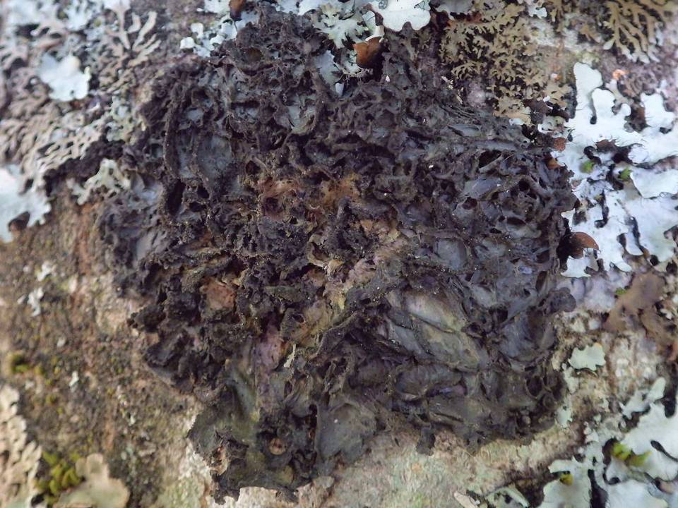 Leptogium brebissonii image