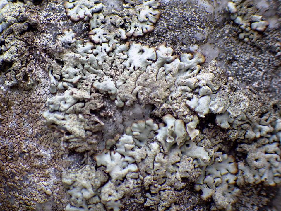Hypogymnia farinacea image