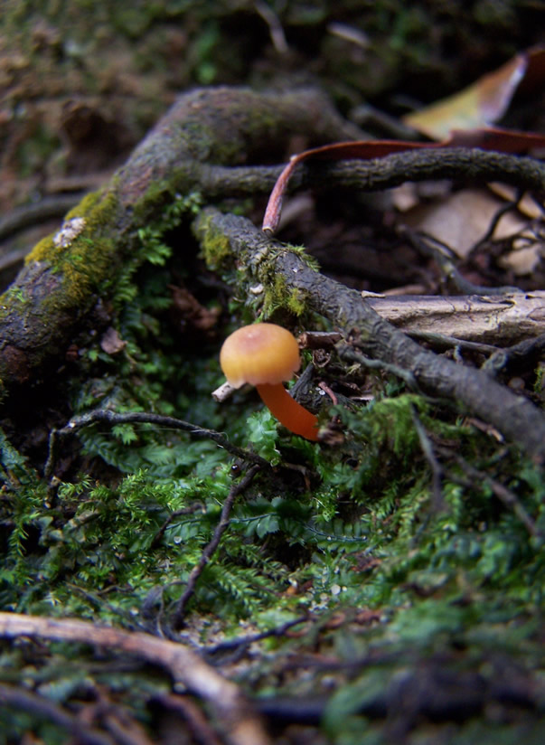 Hygrocybe erythrocala image