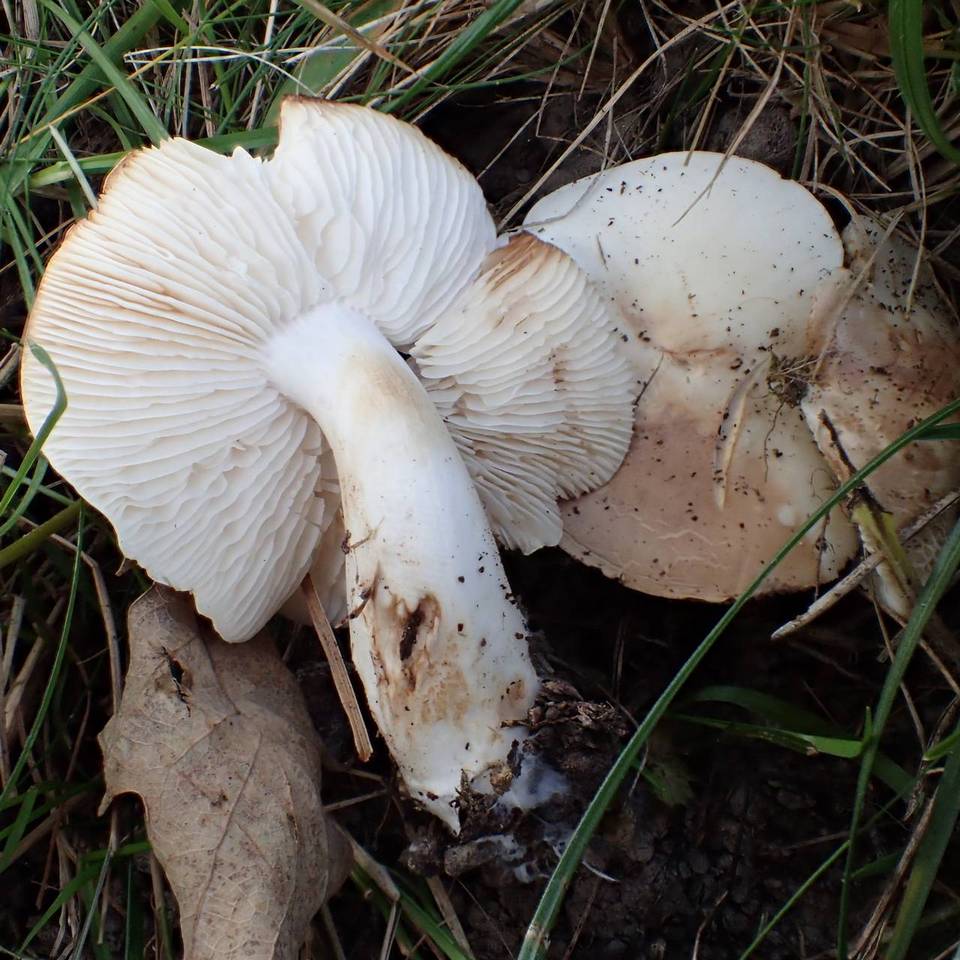 Gerhardtia borealis image