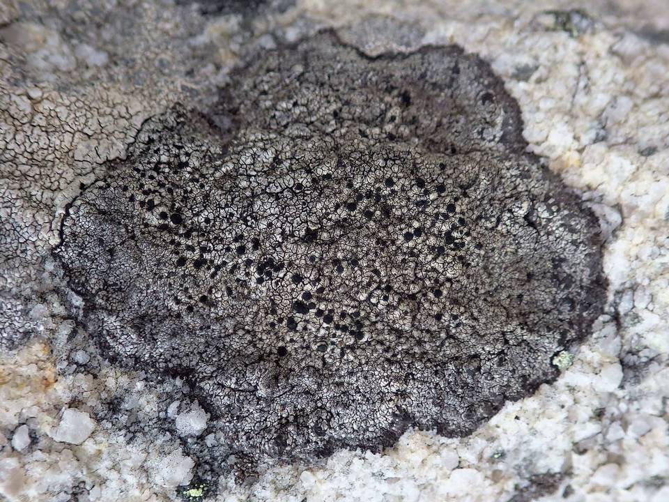 Amandinea lecideina image