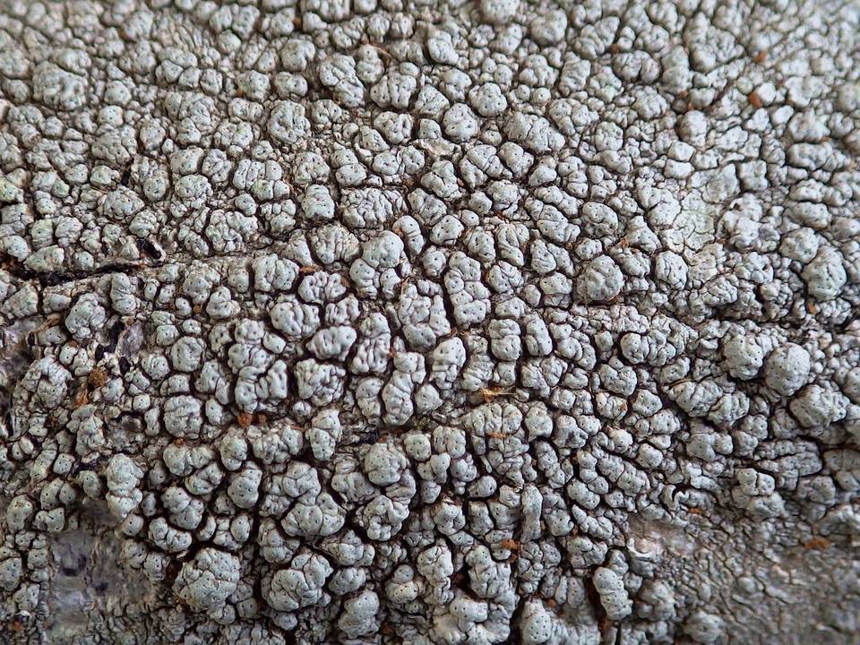 Pertusaria pertusa image