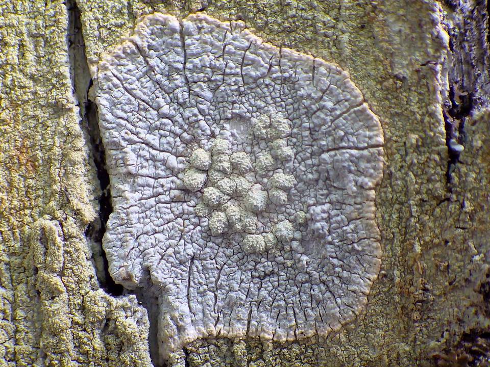 Pertusaria hemisphaerica image