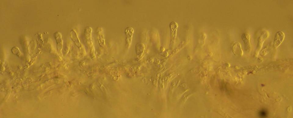 Bolbitius lacteus image