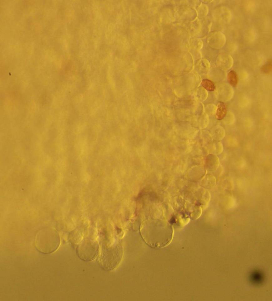 Bolbitius lacteus image