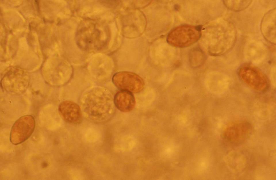 Bolbitius lacteus image
