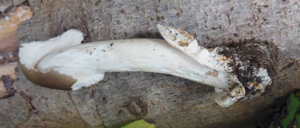 Amanita pachyvolvata image