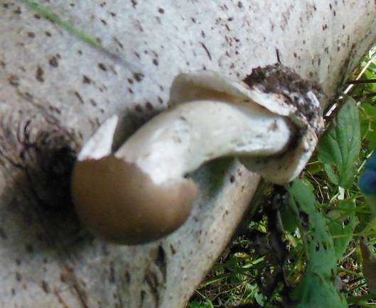 Amanita pachyvolvata image