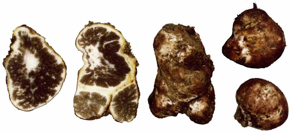 Kjeldsenia aureispora image