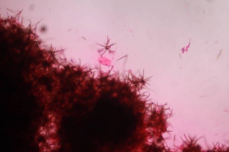 Asterostroma cervicolor image