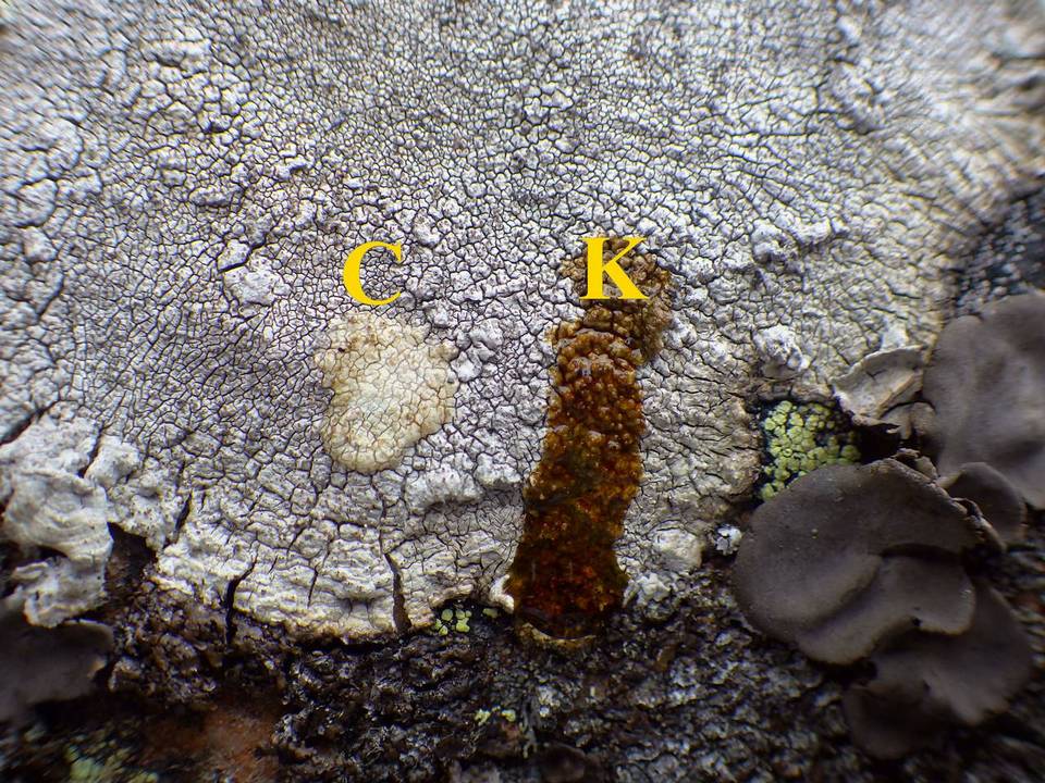 Pertusaria pseudocorallina image
