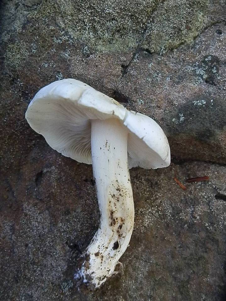Tricholoma albidum image