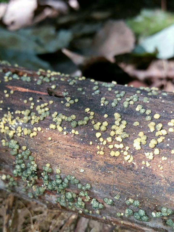 Hypocrea chromosperma image