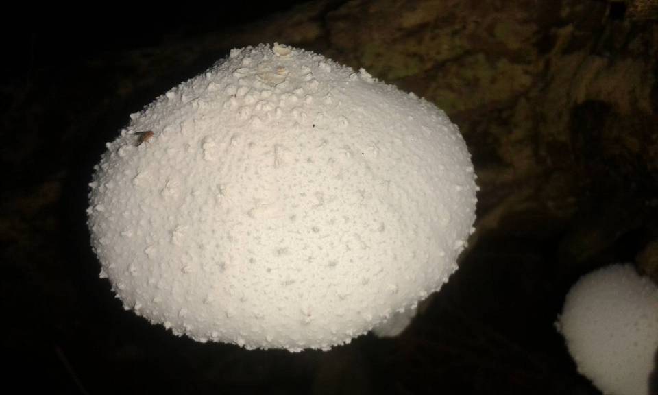 Leucocoprinus cretaceus image