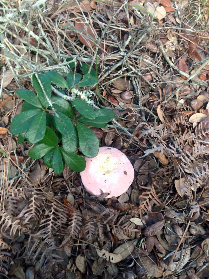 Russula hixsonii image