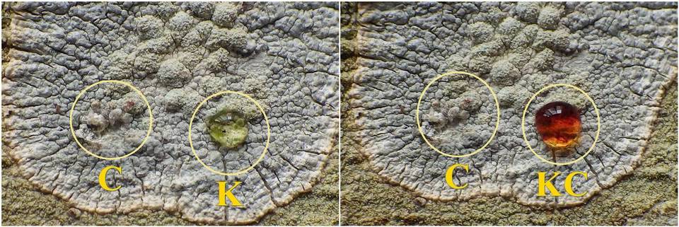 Pertusaria hemisphaerica image