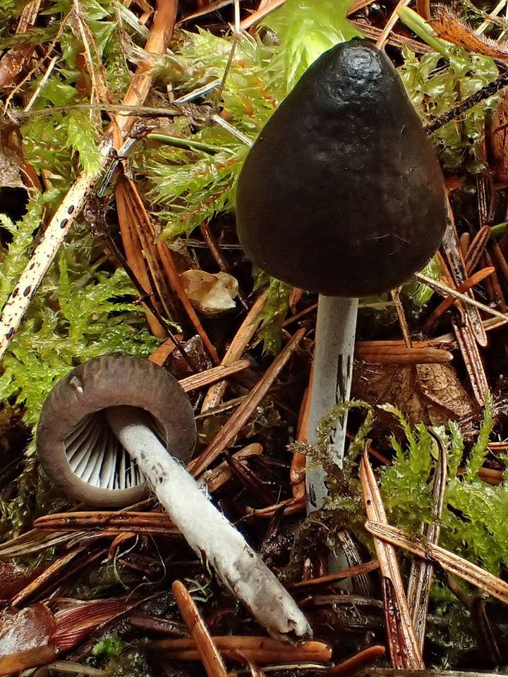 Mycenella bryophila image