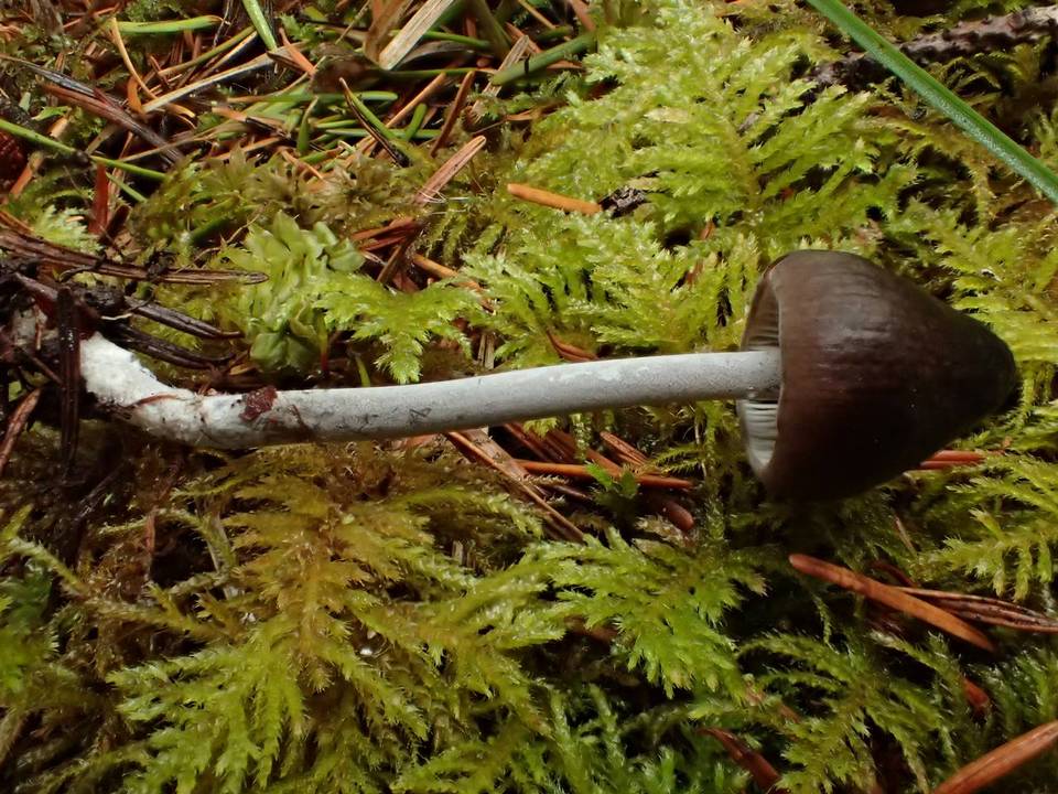 Mycenella bryophila image