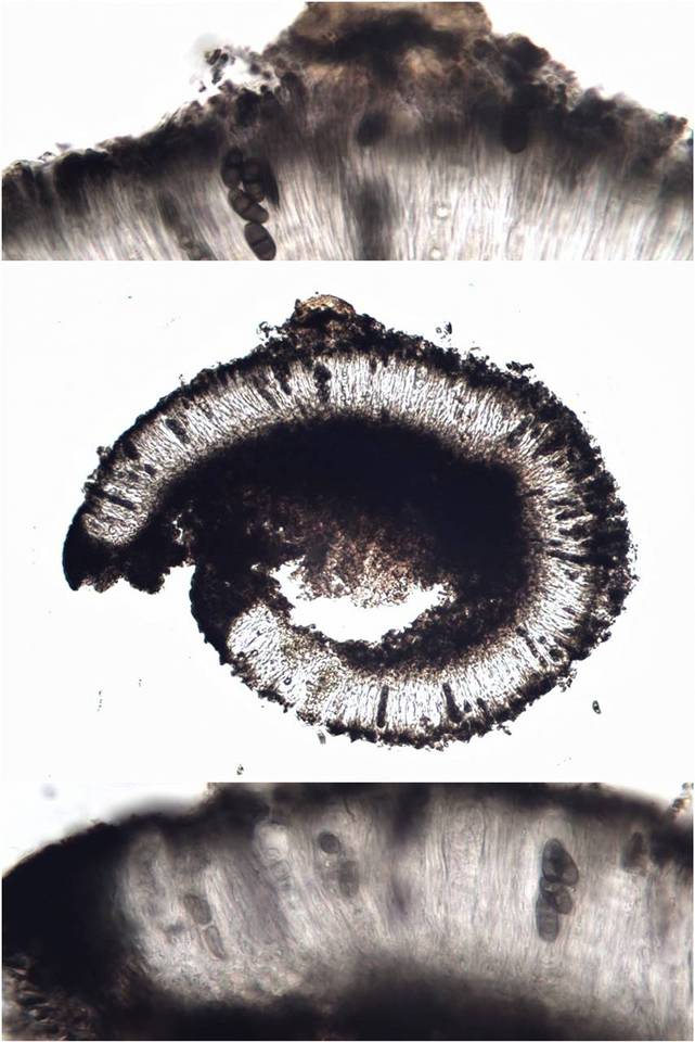 Amandinea lecideina image