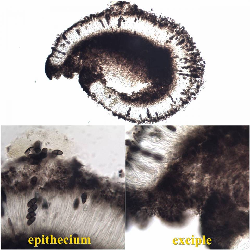 Amandinea lecideina image