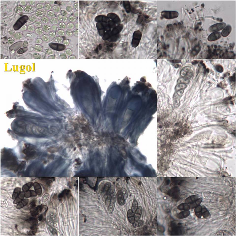 Amandinea lecideina image