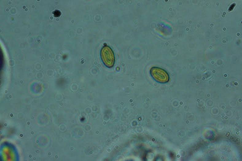 Galerina heterocystis image