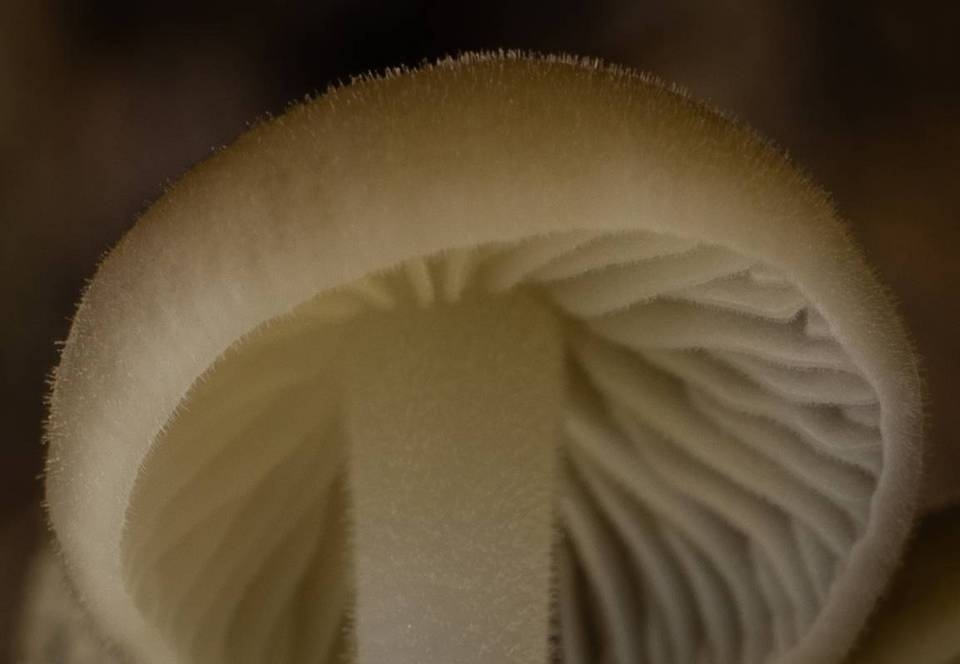 Strobilurus albipilatus image