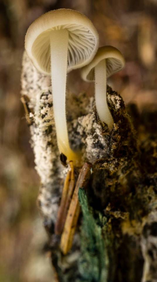 Strobilurus albipilatus image