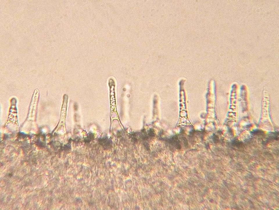 Mycenella bryophila image
