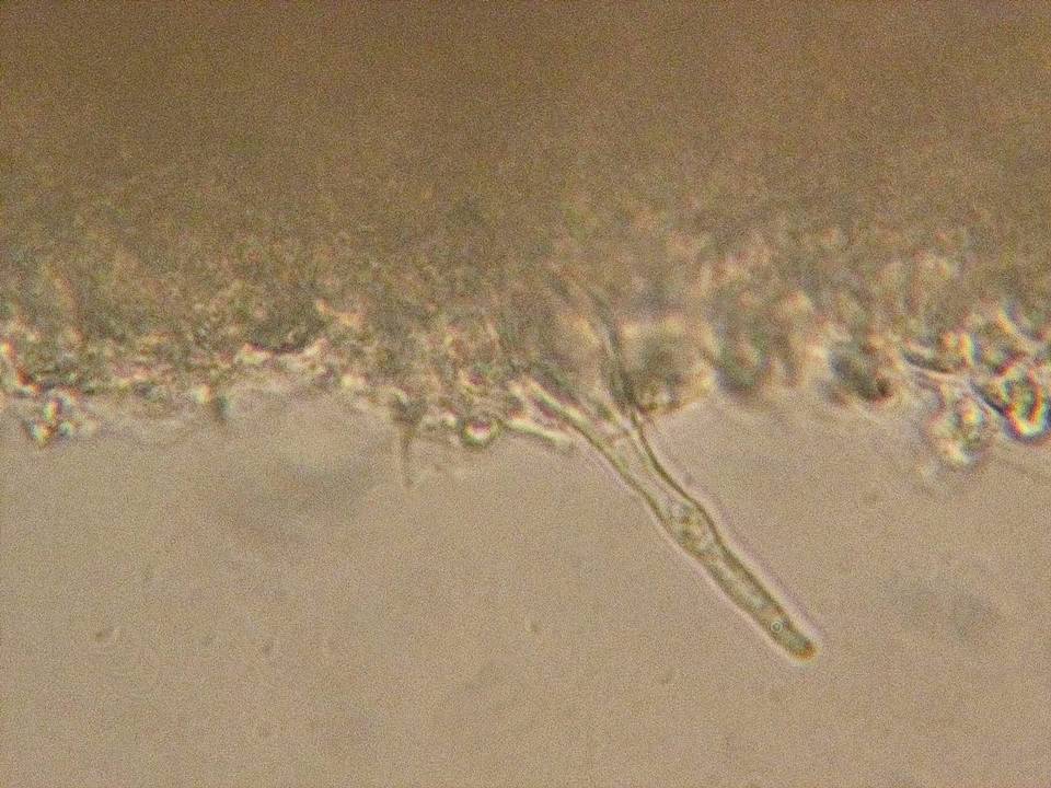 Mycenella bryophila image