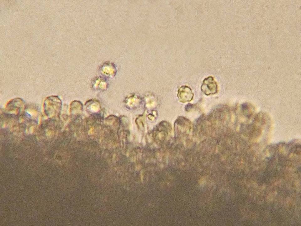 Mycenella bryophila image