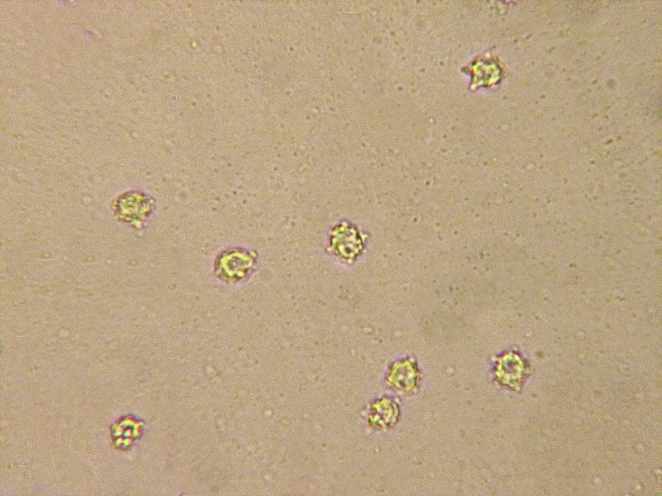 Mycenella bryophila image