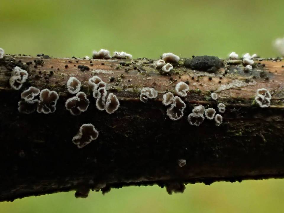 Lachnella alboviolascens image