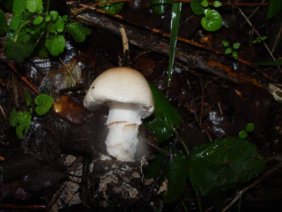 Lepiota ignivolvata image