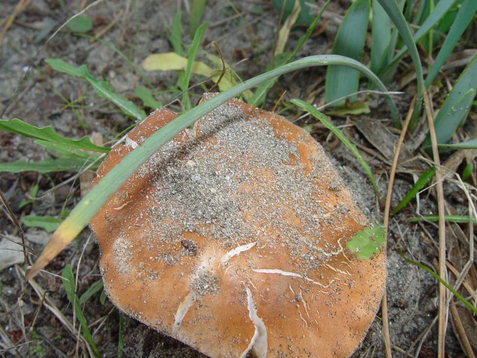 Gyroporus ammophilus image