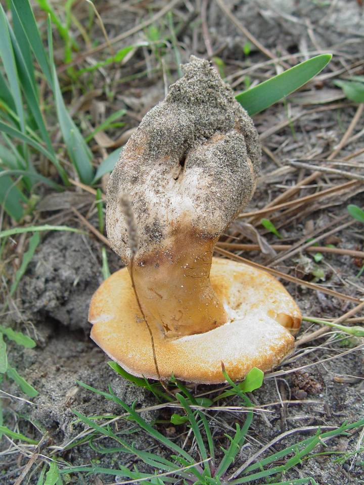 Gyroporus ammophilus image