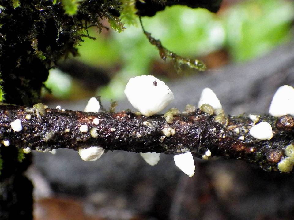 Chaetocalathus craterellus image