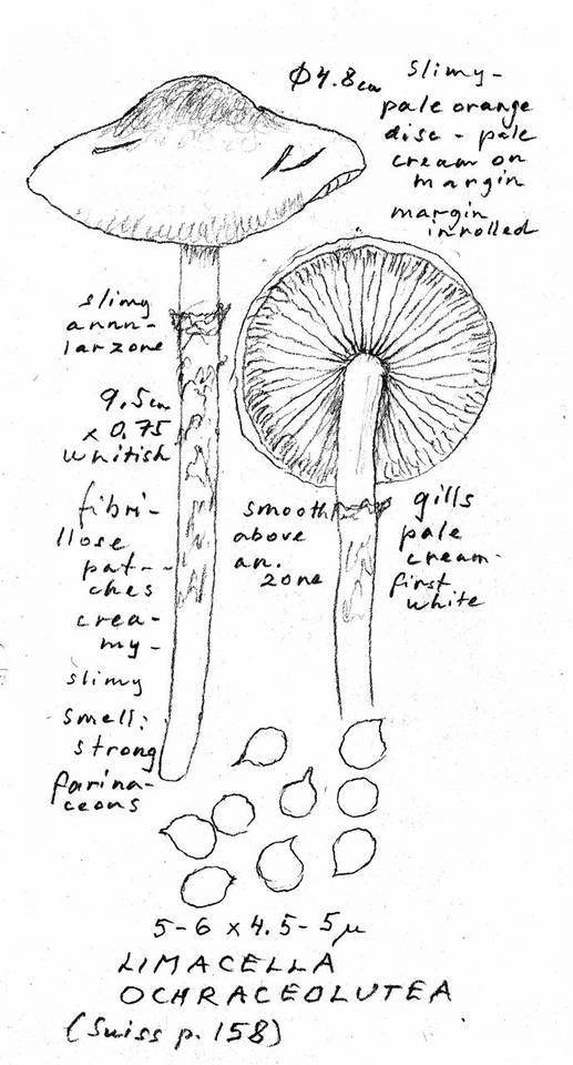 Limacella ochraceolutea image